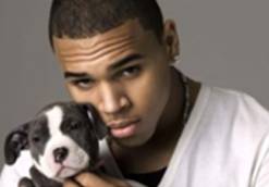 Chris Brown in the Puppy Business? Sets up Crappy Website to Sell Pitbulls. WTF?