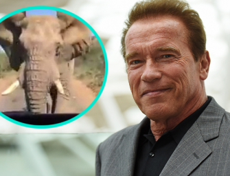 WATCH: Arnold Schwarzenegger Gets Chased By An Elephant In South Africa, And Now He Needs New Pants (VIDEO)