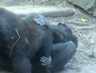 HIDE YO’ EYES! Gorillas Caught On Camera Going Down On Each Other Inside Bronx Zoo