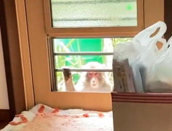 Monkeys Have Been Attacking Children And The Elderly In This Japanese City, And No One Knows Why