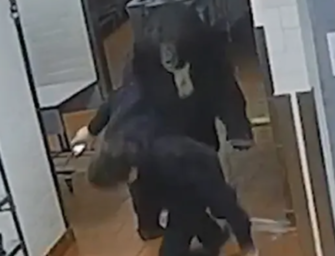Wild Video Shows Bear Infiltrating Hotel Kitchen And Taking Down An Employee!